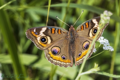Buckeye Butterfly April 2023